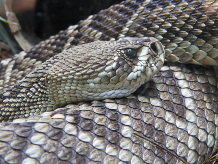 Eastern diamondback rattlesnake