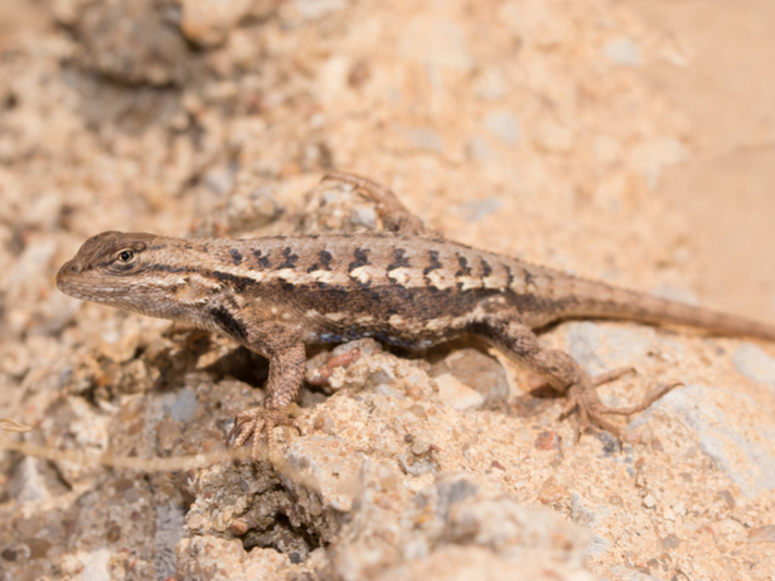 Eastern Fence lizard