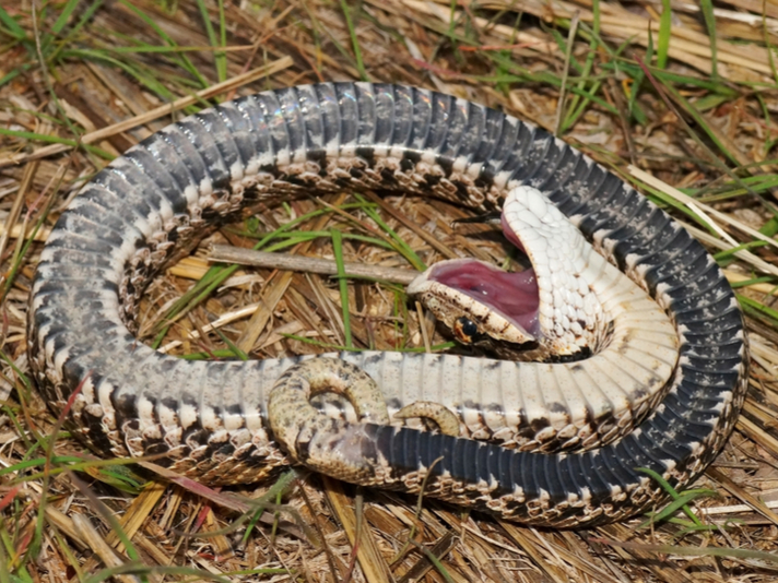 Hognose Snake Doesn T Play Dead Anymore Reptiles Magazine,Rock Candy Recipe Fast