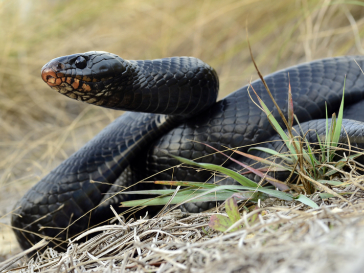 Eastern indigo snake