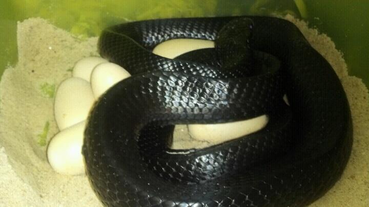 Indigo snake with a clutch of eggs