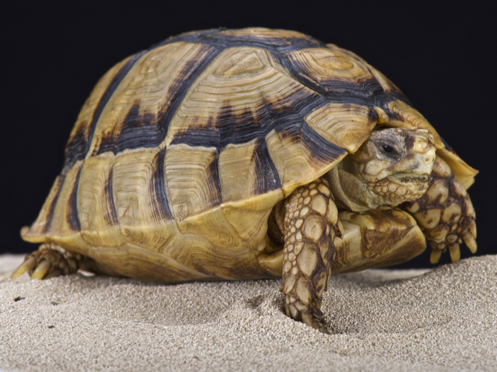 Egyptian tortoise