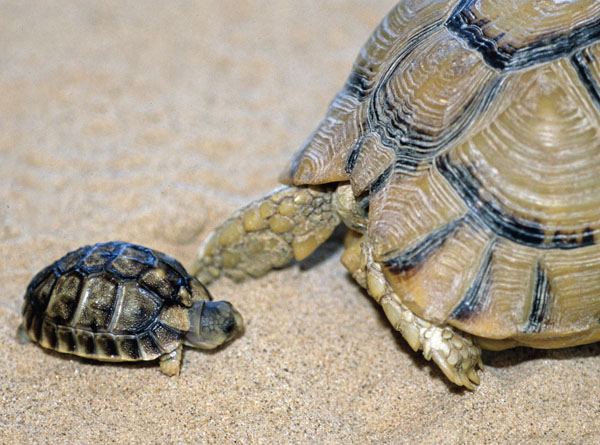 egyptian tortoise