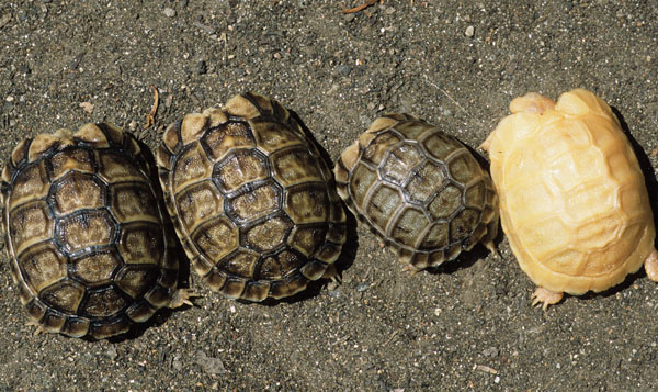 Egyptian tortoise