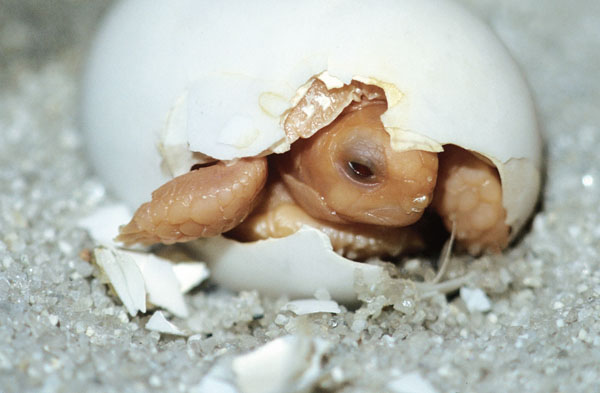 hatchling egyptian tortoise