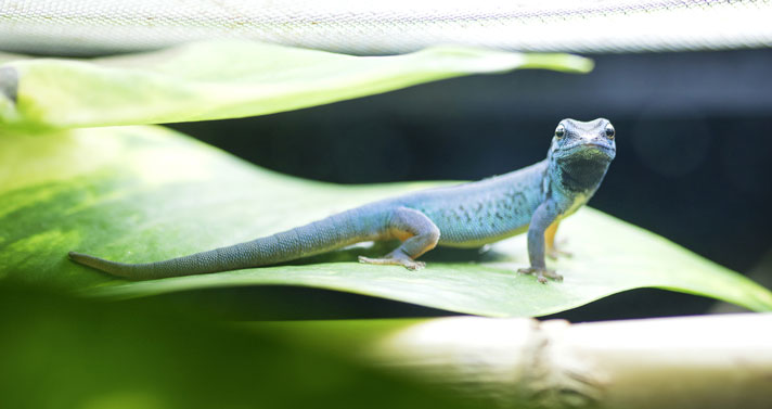 electric blue gecko