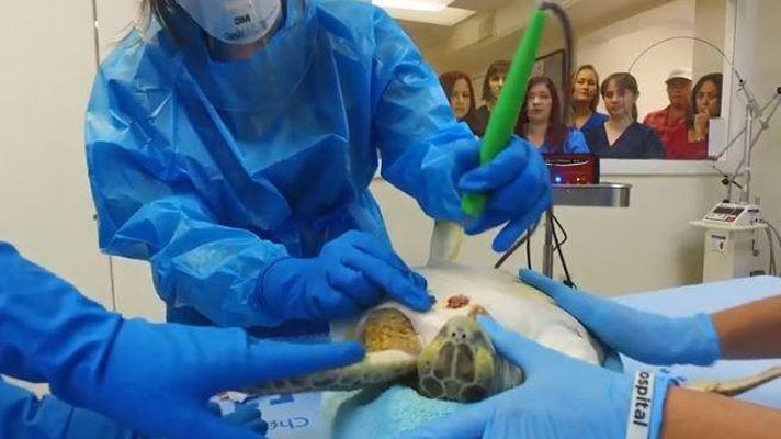 electrochemotherapy, fibropapillomatosis