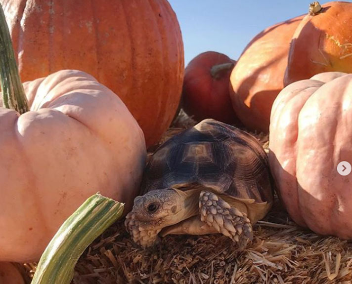 Ethel the glamour tortoise