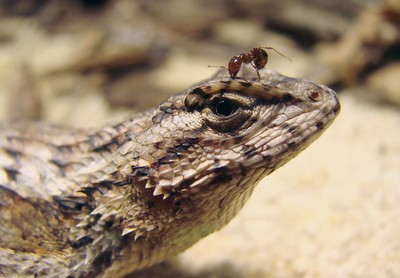 eastern fence lizard