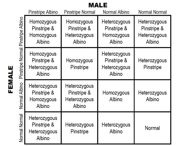 Figure 2 reptile genetics