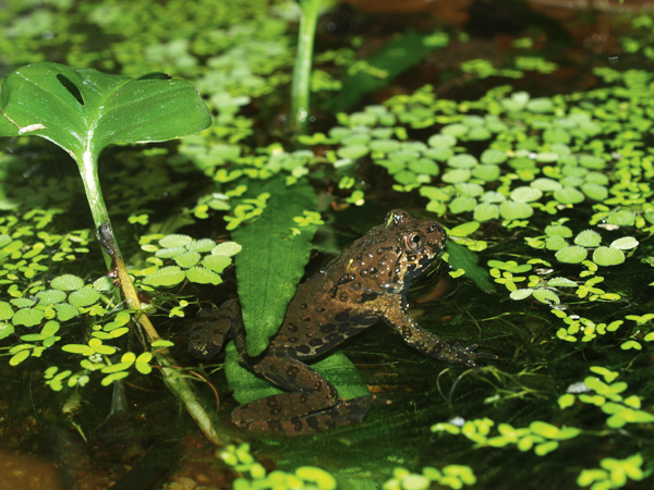 fire-bellied toad