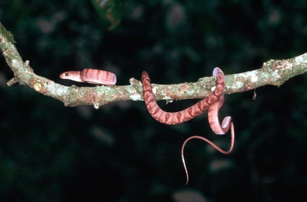 Fischers cat snake