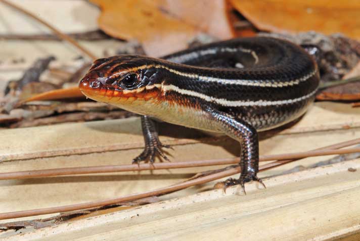 best skinks for pets