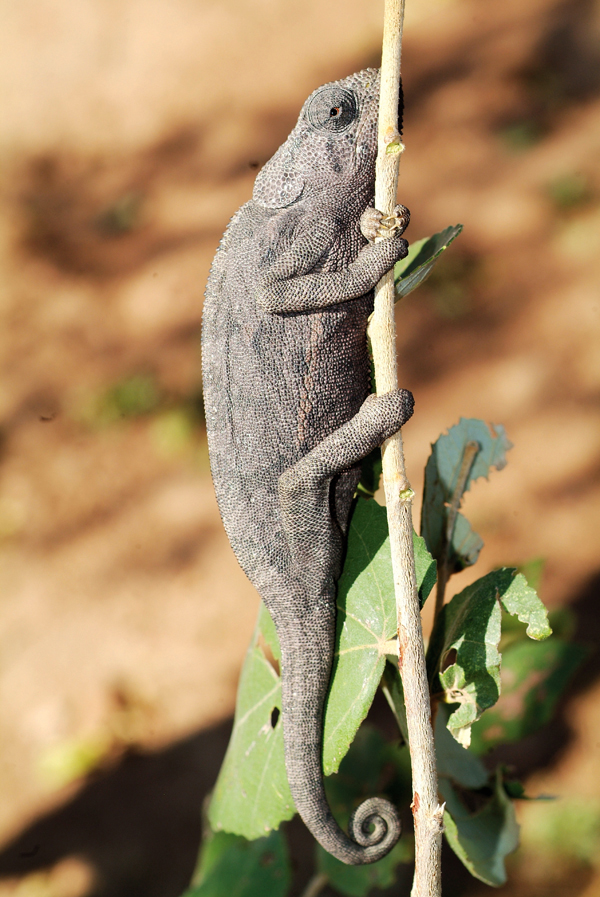 flap neck chameleon