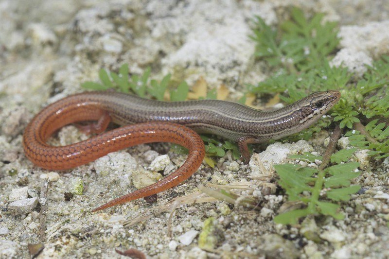 Florida keys mole skink