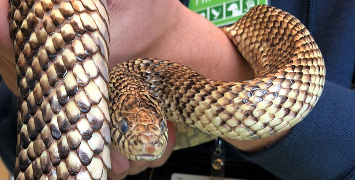 Florida kingsnake