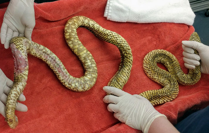 Florida kingsnake with burns