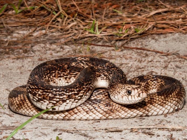 Florida pine snake