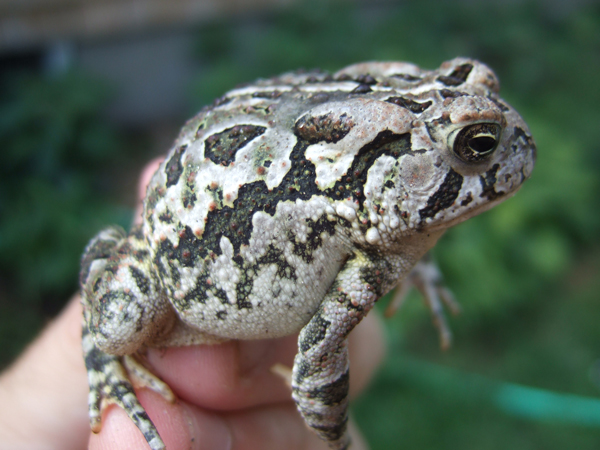 Fowler's toad