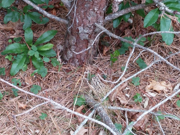fowler's toad