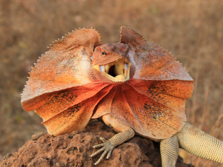 Frilled lizard