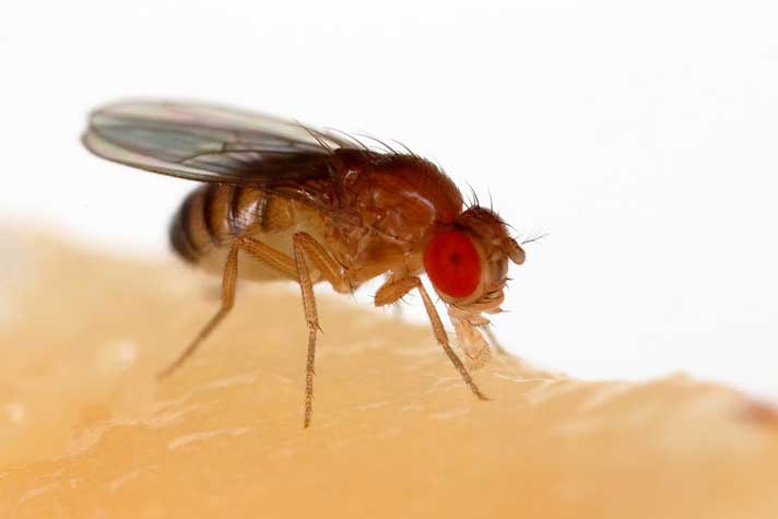 How To Raise Your Own Fruit Flies