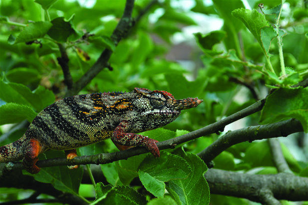 Minor's chameleon