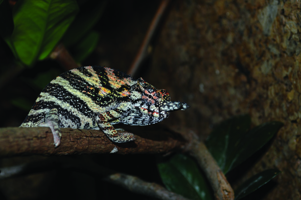 Furcifer minor