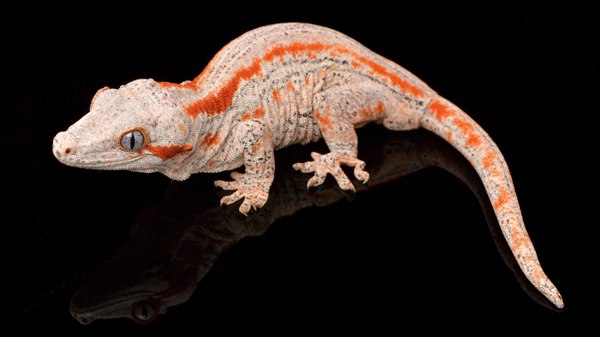gargoyle gecko pet