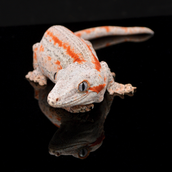 gargoyle gecko pet