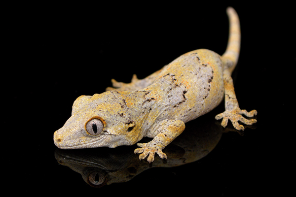 Meet a member of the Gecko family – The Gargoyle Gecko