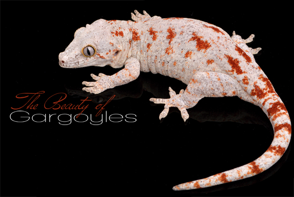 gargoyle gecko pet