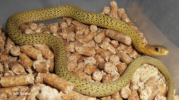 Golden eastern garter snake