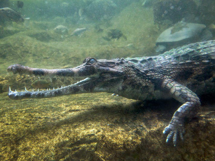 gharial