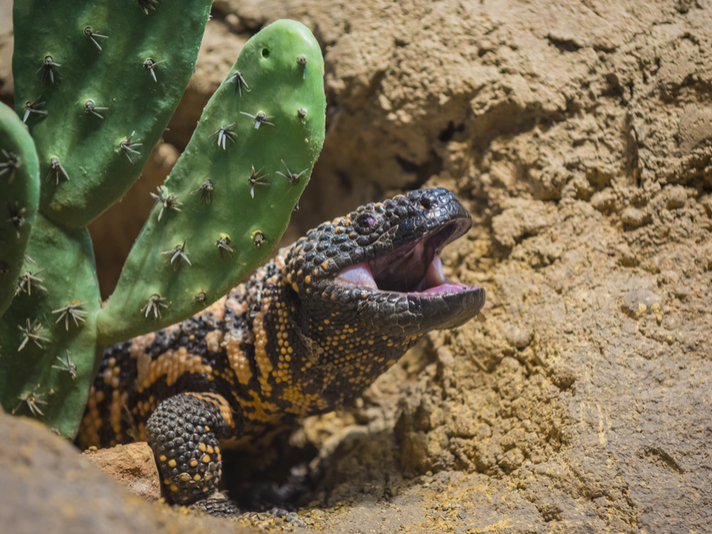 Gila monster