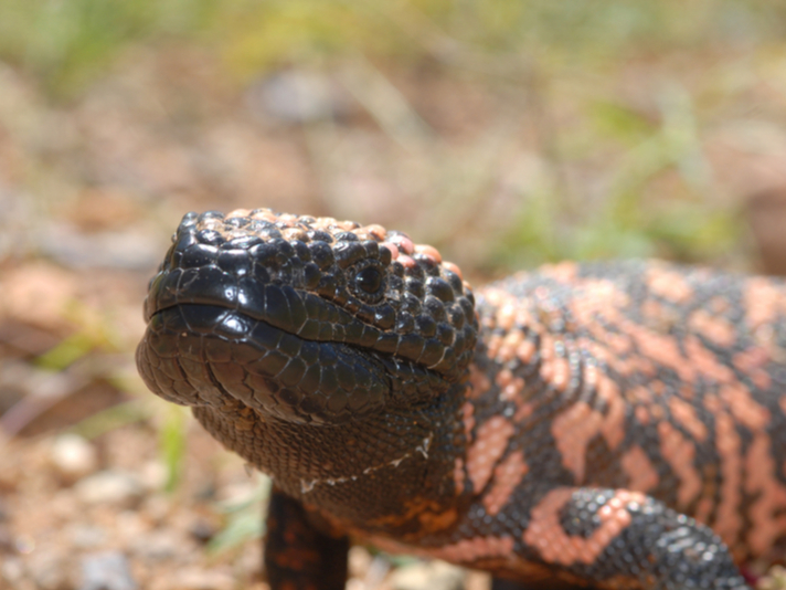 Gila monster