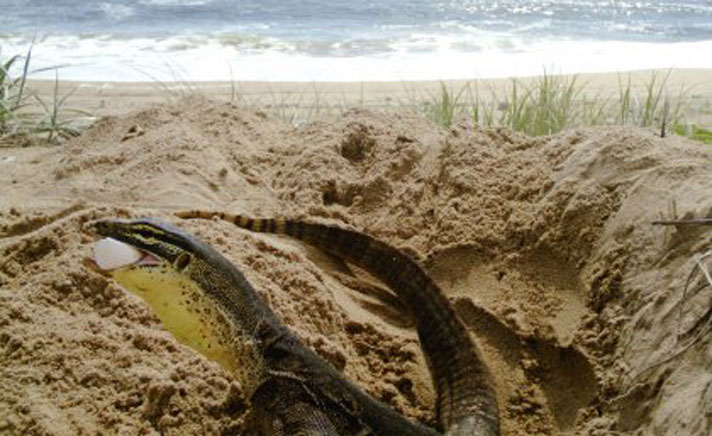 Goanna stealing a loggerhead turtle egg.