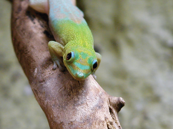 gold dust day gecko