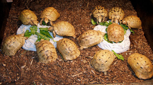 greek tortoise full grown
