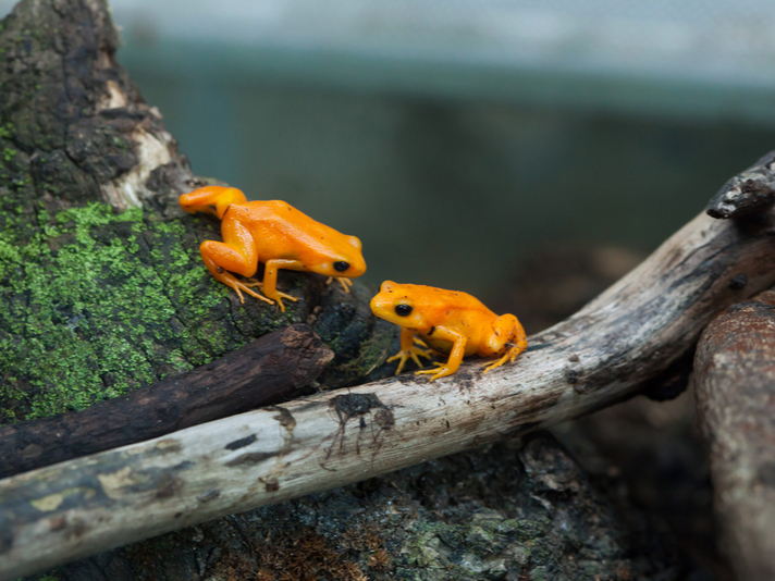 Golden mantella