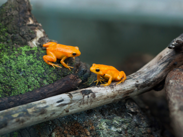 golden mantella