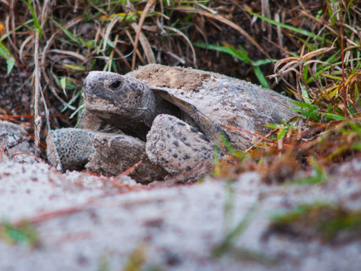 gopher tortoise