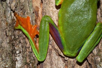 The bluish purple thighs of the Cape York Graceful Treefrog.