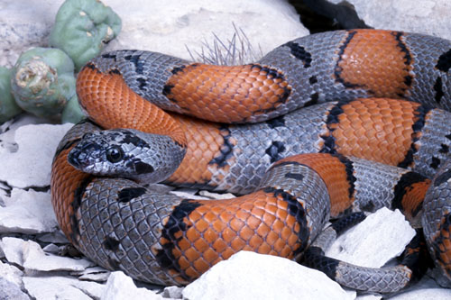 gray-banded kingsnake