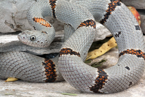 gray-banded kingsnake