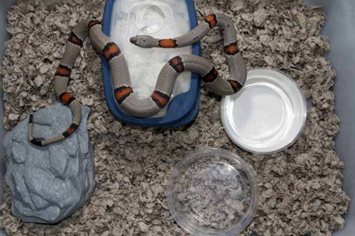 gray-banded kingsnake enclosure