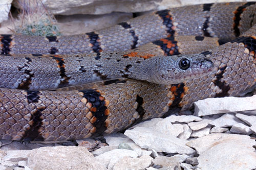 gray banded kingsnake