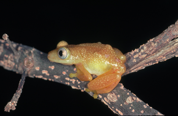 gray eyed frog