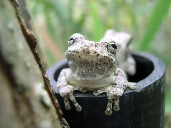 gray treefrogs