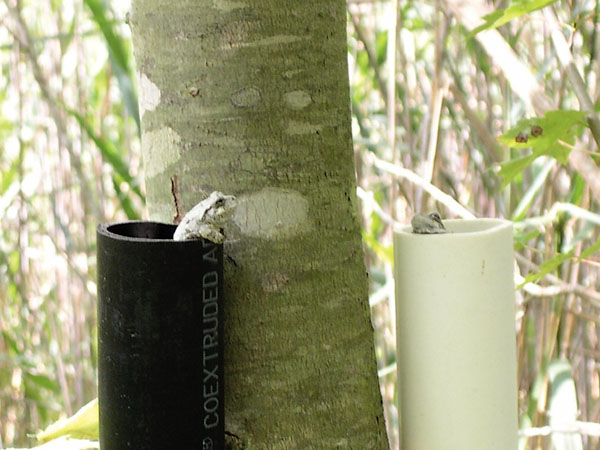 gray tree frogs